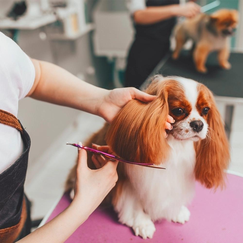 foto de um cachorro sendo tosado.