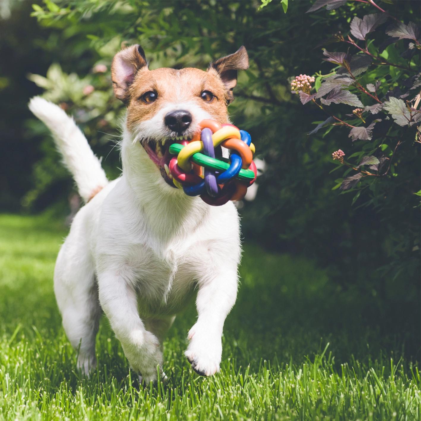 foto de cachorro correndo com bolinha na boca