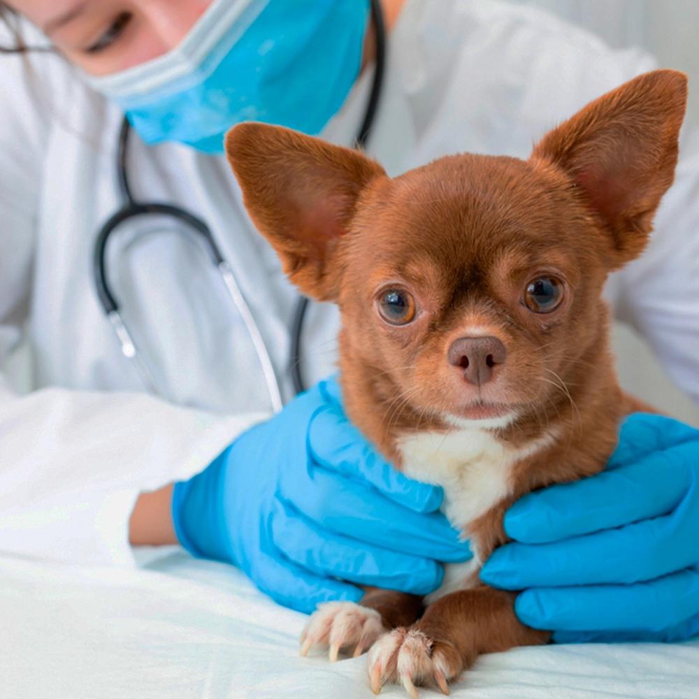 foto de cachorro sendo examinado por veterinário usando luva e máscara